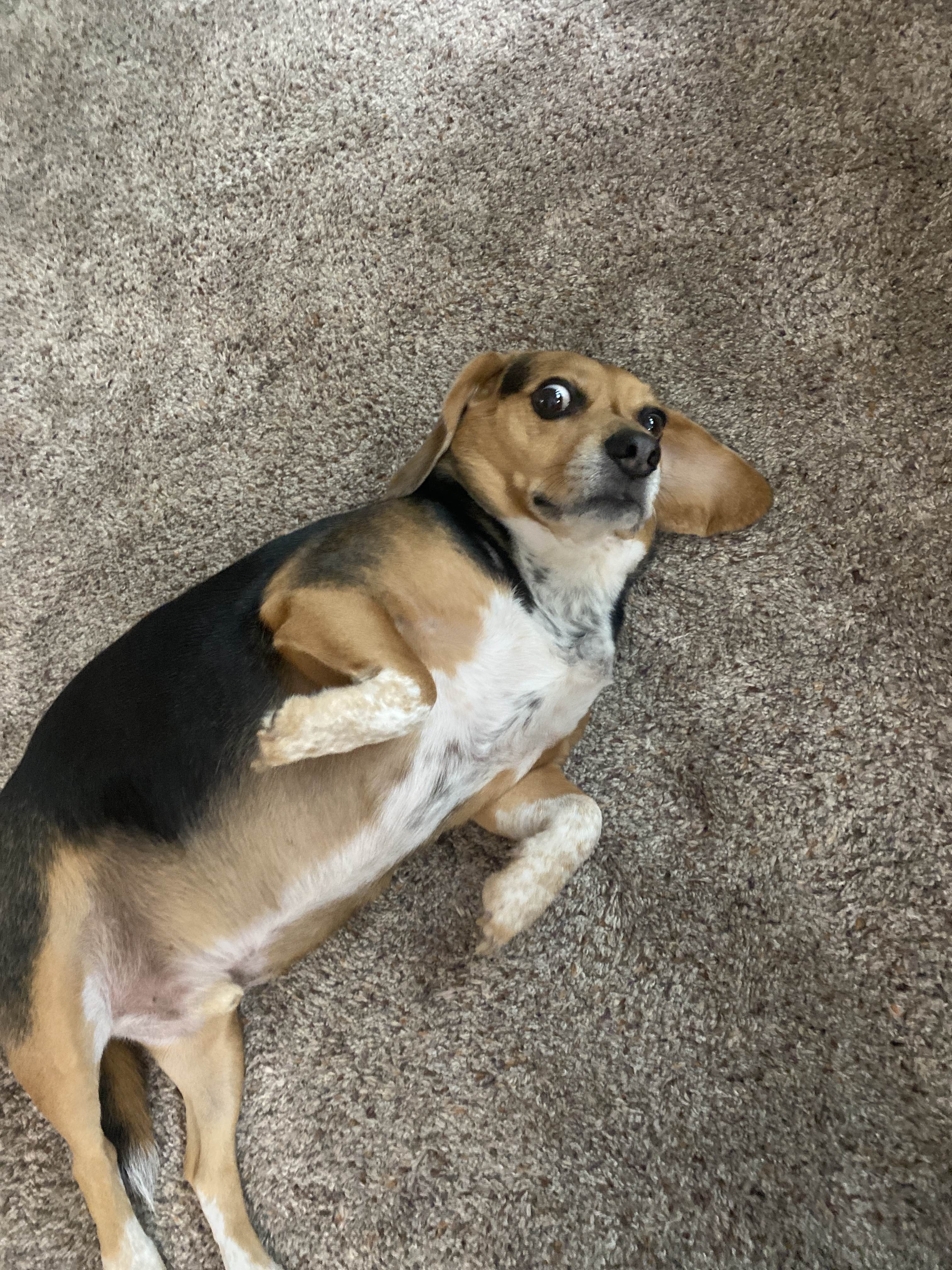 Doog 3