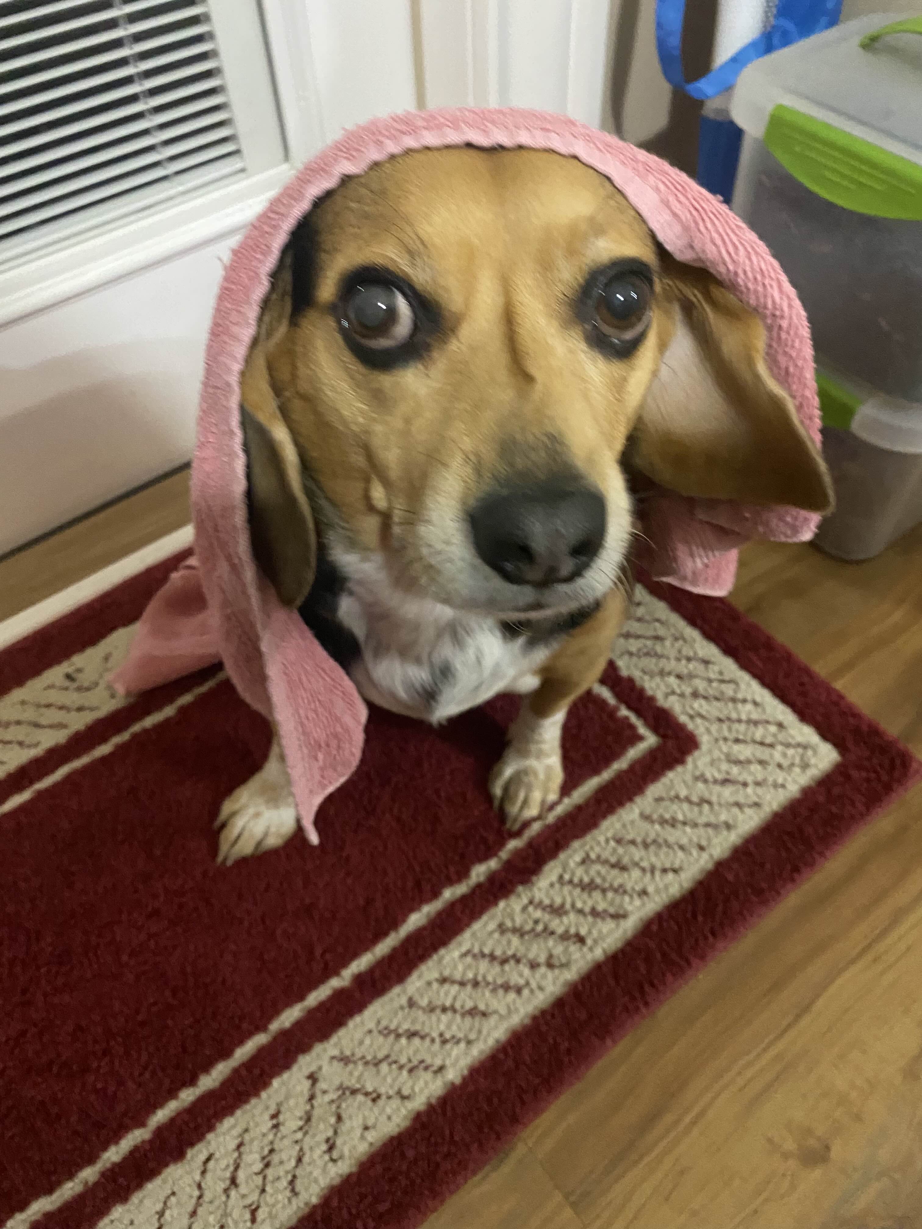 Doog 4